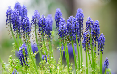 purple hyacinth & muscari