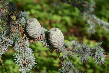 Cônes de cèdre bleu en été au jardin © JFBRUNEAU