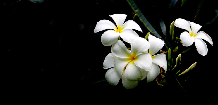 High Contrast Plumeria Flowers On Dark Background