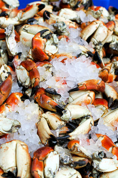 Crabs at ice