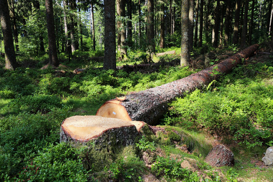 Tree cut down