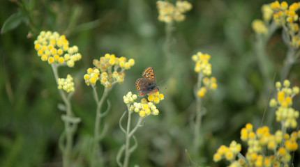 meadow in Poland - brown butterfly on yellow plants