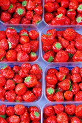 Fresh strawberries in trays