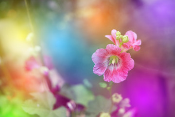 Fototapeta na wymiar abstract rainbow summer pink blossom flower background