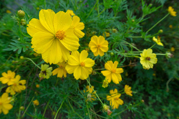 Fototapeta premium Cosmos sulphureus is also known as sulfur cosmos and yellow cosmos