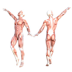 Conceptual anatomy healthy skinless human body muscle system set. Athletic young adult man posing for education, fitness sport, medicine isolated on white background. Biology science 3D illustration