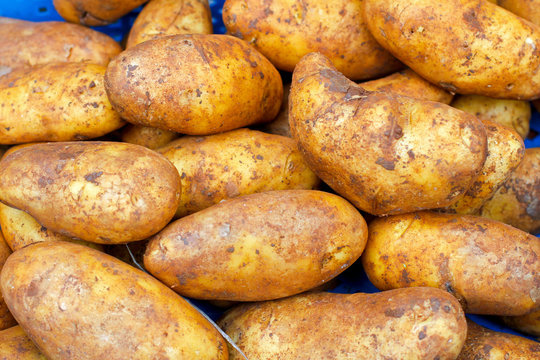 Big pile of Potatoes