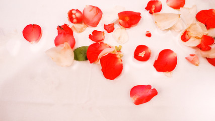 group of red and white rose petals fallen with white background