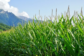 A green corn field with the Alps mountains in the background