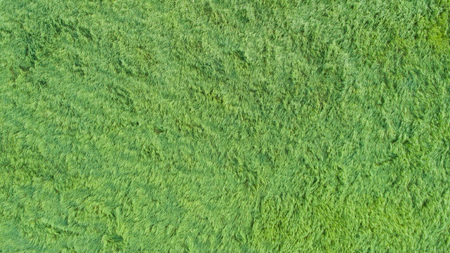 Natural green grass texture