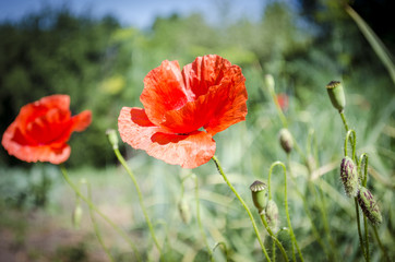 Red poppies in the flowering season