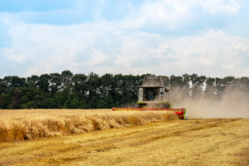 Fototapeta premium Combine harvester in action on wheat field.