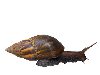Snail Beautiful natural animals. (clipping path)