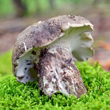 Boletopsis leucomelaena mushroom