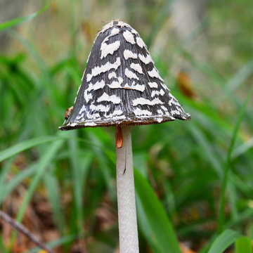 coprinus picaceus mushroom