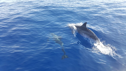 Delfin im offenen Meer, Meeressäuger, Atlantik, Delphin-Watching © hansjrg