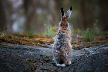 Rabbit © Olli Hurme