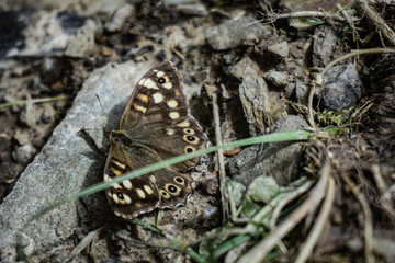 Brauner Faltet