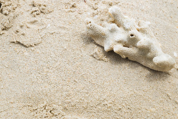 A coral on the sand beach