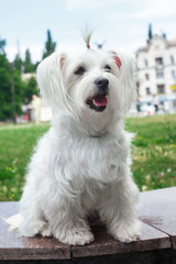 Cute fluffy white dog
