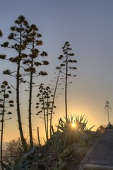 At Lycabettus during sunset some beatiful silhouets of various cactus