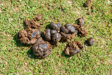 Kot von Pferd in der Natur