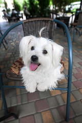 Cute white dog in cafe