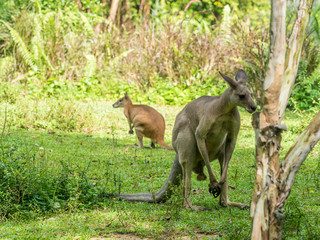 Two Australian brown kangaroos macropus rufus