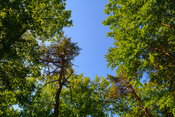 Blick in den Himmel mit B&auml;ume