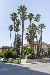 Fototapeta na wymiar Palm trees in Syracuse, Italy