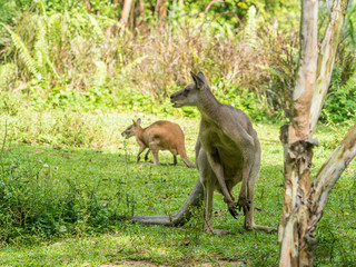 Two Australian brown kangaroos macropus rufus