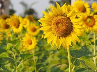 Fototapeta premium Sunflower with blurry background