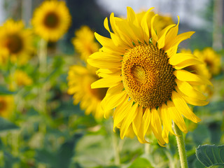 Sunflower blooming in field