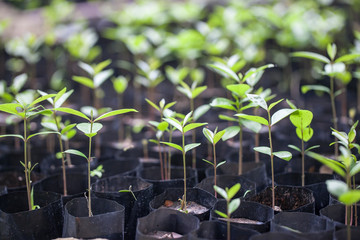 Group of sapling tree