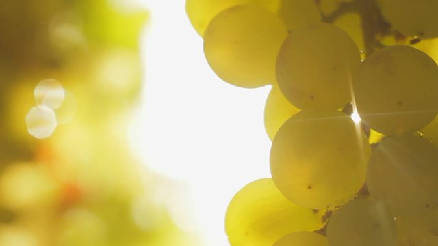 Closeup of green grapes on a vine on a sunny day