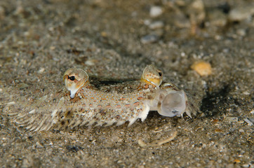 Eyed Flounder Yawn