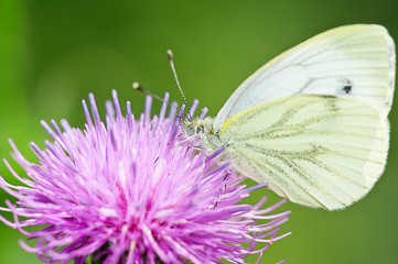 White butterfly