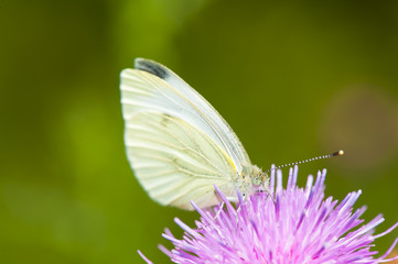 White butterfly