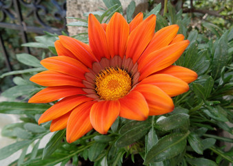 Closed up vivid orange color blooming flower on the deep green leaves, Meteora, Greece 