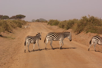 Fototapeta na wymiar Amboseli National Park Kenya Safari