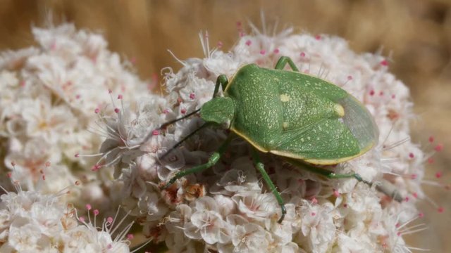 Green Stink Bug on Flower