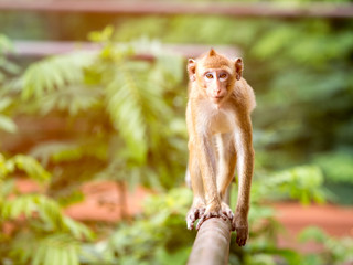 Brown cute monkey walking on the fence under warm light flare