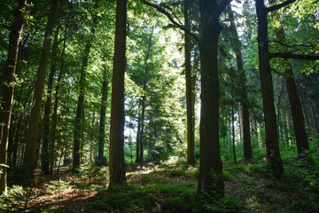 Wald im Sommerlicht