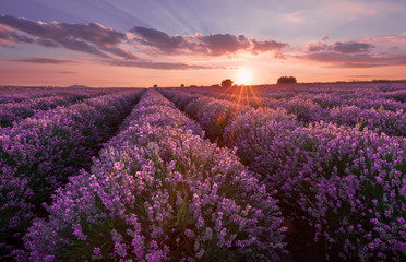 Fototapeta na wymiar Lavender fields. Beautiful image of lavender field. Summer sunset landscape, contrasting colors. Dark clouds, dramatic sunset.