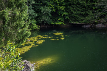 Waldsee