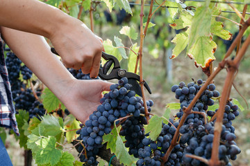 Young woman harvesting red grapes