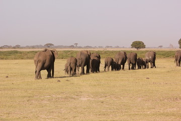 Fototapeta premium Amboseli National Park Kenya Safari