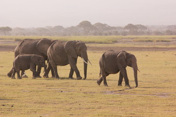 Amboseli National Park Kenya Safari