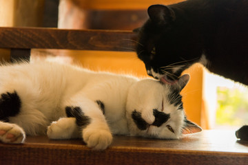 Fototapeta premium The cat is sleeping on the stairs