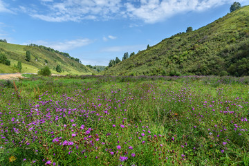 flower pink cornflowers mountain meadow